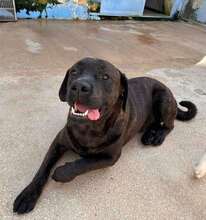 POOL, Hund, Cane Corso-Mix in Italien - Bild 46