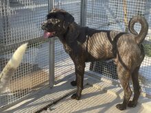 POOL, Hund, Cane Corso-Mix in Italien - Bild 47