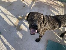 POOL, Hund, Cane Corso-Mix in Italien - Bild 48