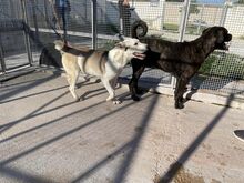 POOL, Hund, Cane Corso-Mix in Italien - Bild 49