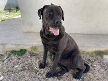 POOL, Hund, Cane Corso-Mix in Italien - Bild 5