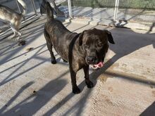 POOL, Hund, Cane Corso-Mix in Italien - Bild 50