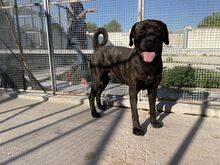 POOL, Hund, Cane Corso-Mix in Italien - Bild 51