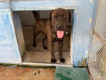 POOL, Hund, Cane Corso-Mix in Italien - Bild 52