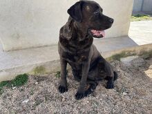 POOL, Hund, Cane Corso-Mix in Italien - Bild 6