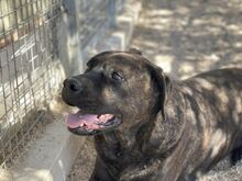 POOL, Hund, Cane Corso-Mix in Italien - Bild 7