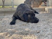 POOL, Hund, Cane Corso-Mix in Italien - Bild 8