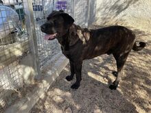 POOL, Hund, Cane Corso-Mix in Italien - Bild 9