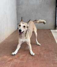 LILLY, Hund, Border Collie-Mix in Boxberg - Bild 2