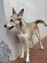 LILLY, Hund, Border Collie-Mix in Boxberg - Bild 3