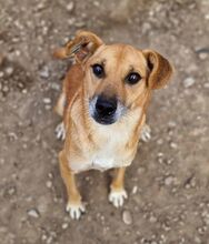 SIMBA, Hund, Mischlingshund in Rumänien - Bild 2