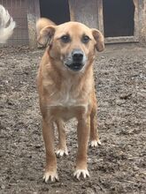 SIMBA, Hund, Mischlingshund in Rumänien - Bild 4