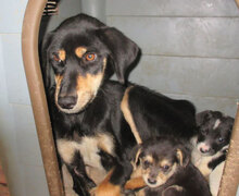 SOFIE, Hund, Mischlingshund in Bulgarien - Bild 10