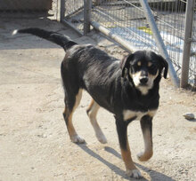 SOFIE, Hund, Mischlingshund in Bulgarien - Bild 2