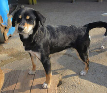 SOFIE, Hund, Mischlingshund in Bulgarien - Bild 3