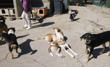 SOFIE, Hund, Mischlingshund in Bulgarien - Bild 5