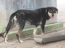 SOFIE, Hund, Mischlingshund in Bulgarien - Bild 9