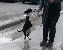 PIT, Hund, Mischlingshund in Bulgarien - Bild 10