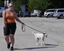 BROOKE, Hund, Mischlingshund in Bulgarien - Bild 3