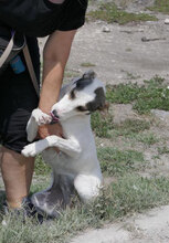 BROOKE, Hund, Mischlingshund in Bulgarien - Bild 6