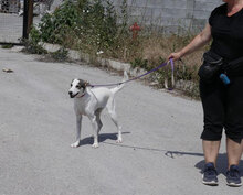 BROOKE, Hund, Mischlingshund in Bulgarien - Bild 7