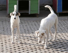 BROOKE, Hund, Mischlingshund in Bulgarien - Bild 9