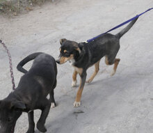 VITANI, Hund, Mischlingshund in Herschbroich - Bild 3