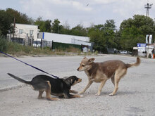 VITANI, Hund, Mischlingshund in Herschbroich - Bild 4