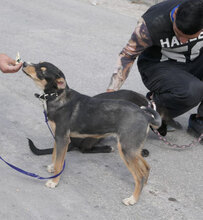 VITANI, Hund, Mischlingshund in Herschbroich - Bild 5