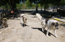 BOYDI, Hund, Mischlingshund in Bulgarien - Bild 10