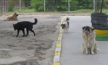 BOYDI, Hund, Mischlingshund in Bulgarien - Bild 11