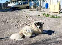 BOYDI, Hund, Mischlingshund in Bulgarien - Bild 12