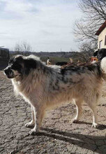 BOYDI, Hund, Mischlingshund in Bulgarien - Bild 2