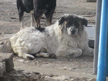 BOYDI, Hund, Mischlingshund in Bulgarien - Bild 3