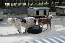 BOYDI, Hund, Mischlingshund in Bulgarien - Bild 6