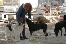 BOYDI, Hund, Mischlingshund in Bulgarien - Bild 8