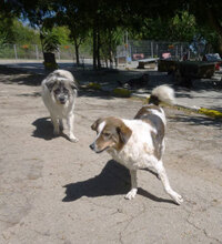 BOYDI, Hund, Mischlingshund in Bulgarien - Bild 9