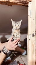 ASHLEY, Katze, Europäisch Kurzhaar-Langhaarkatze-Mix in Bulgarien - Bild 2