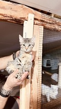 ASHLEY, Katze, Europäisch Kurzhaar-Langhaarkatze-Mix in Bulgarien - Bild 3