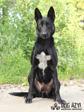 BRONX, Hund, Mischlingshund in Slowakische Republik - Bild 11