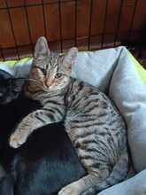 JESIAN, Katze, Europäisch Kurzhaar in Bulgarien - Bild 11