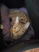 JESIAN, Katze, Europäisch Kurzhaar in Bulgarien - Bild 12