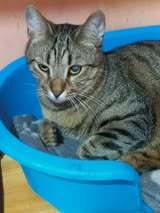 JESIAN, Katze, Europäisch Kurzhaar in Bulgarien - Bild 14
