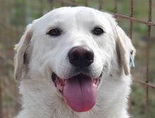 JANOSCH, Hund, Labrador-Mix in Rumänien - Bild 1