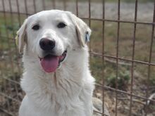 JANOSCH, Hund, Labrador-Mix in Rumänien - Bild 10