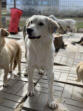 JANOSCH, Hund, Labrador-Mix in Rumänien - Bild 11