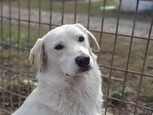 JANOSCH, Hund, Labrador-Mix in Rumänien - Bild 2