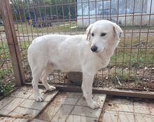 JANOSCH, Hund, Labrador-Mix in Rumänien - Bild 4