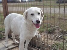 JANOSCH, Hund, Labrador-Mix in Rumänien - Bild 5