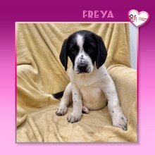 FREYA, Hund, Mischlingshund in Bulgarien